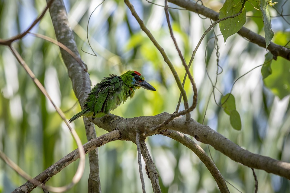 cute parrot