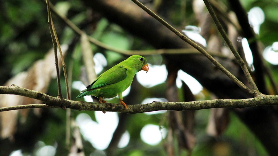 cute parrot