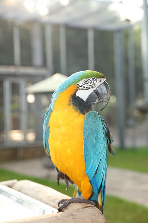 cute parrot