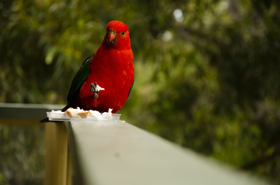 cute parrot