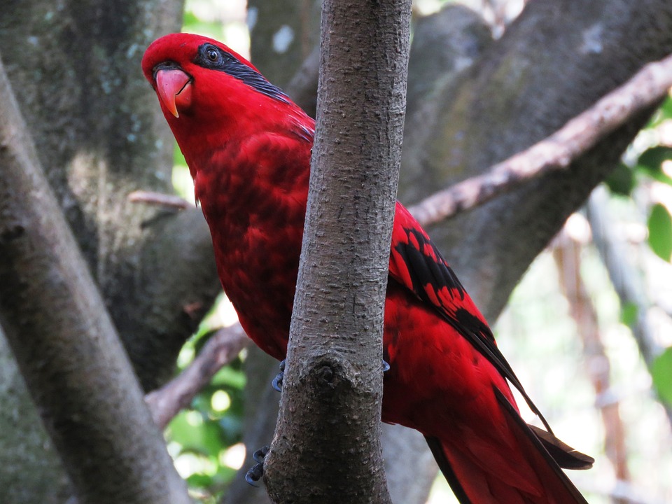 cute parrot