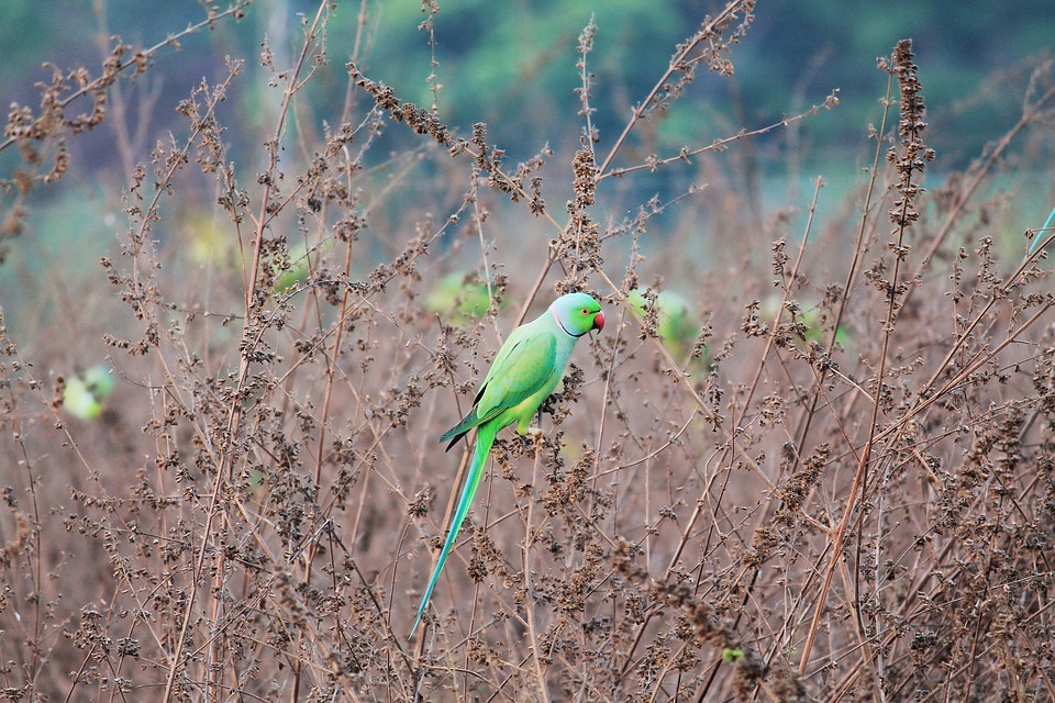 cute parrot