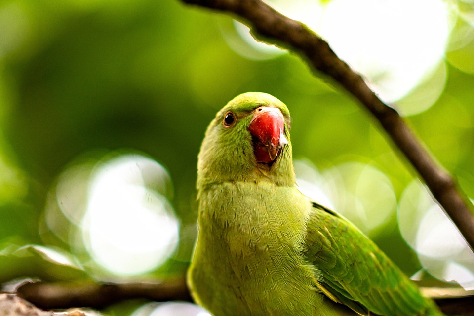 cute parrot