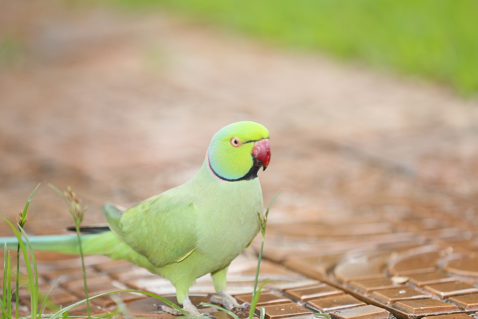 cute parrot