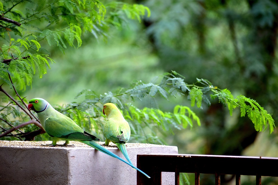 cute parrot