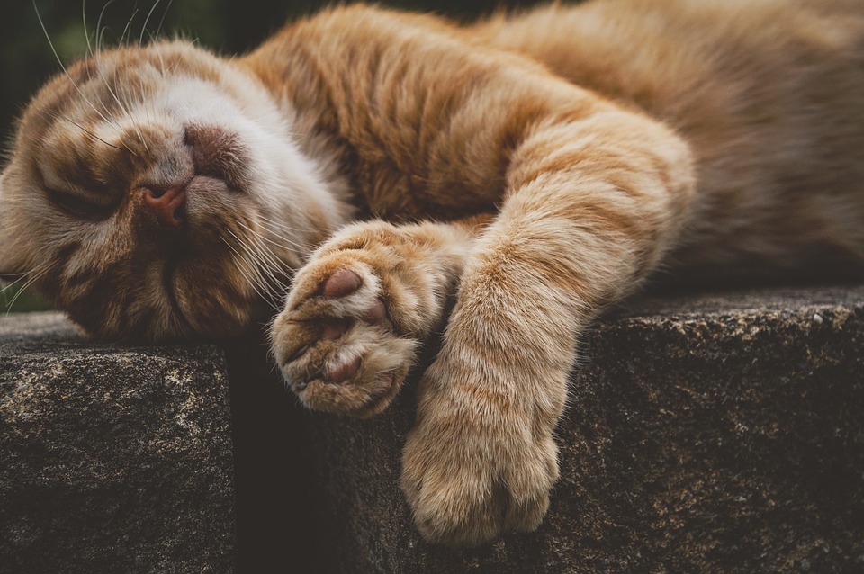 cute cat