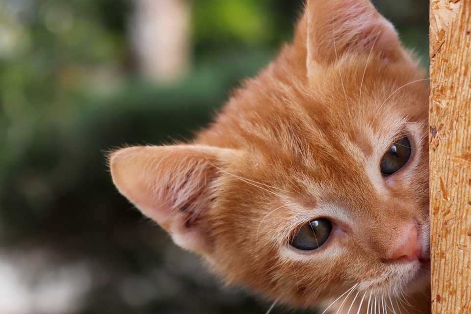 cute cat