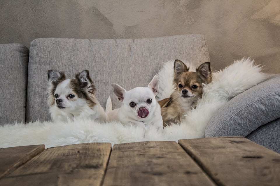 cute dog