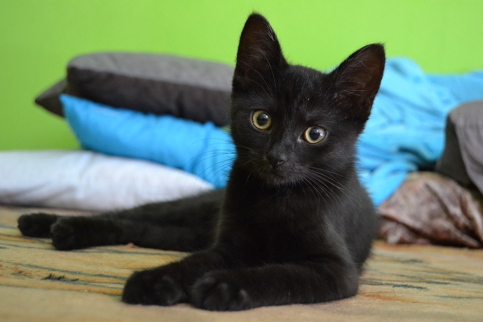 cute cat