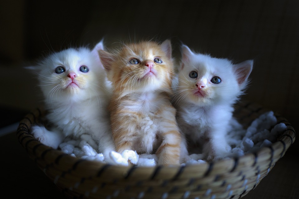 cute cat