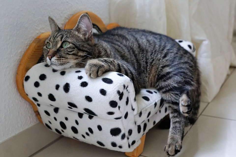 cute cat