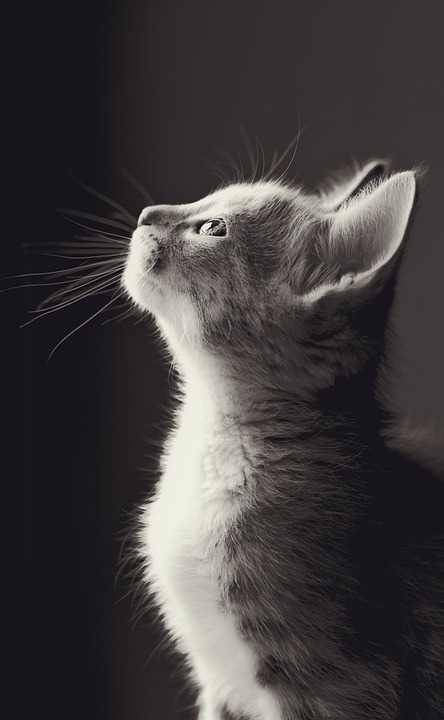 cute cat