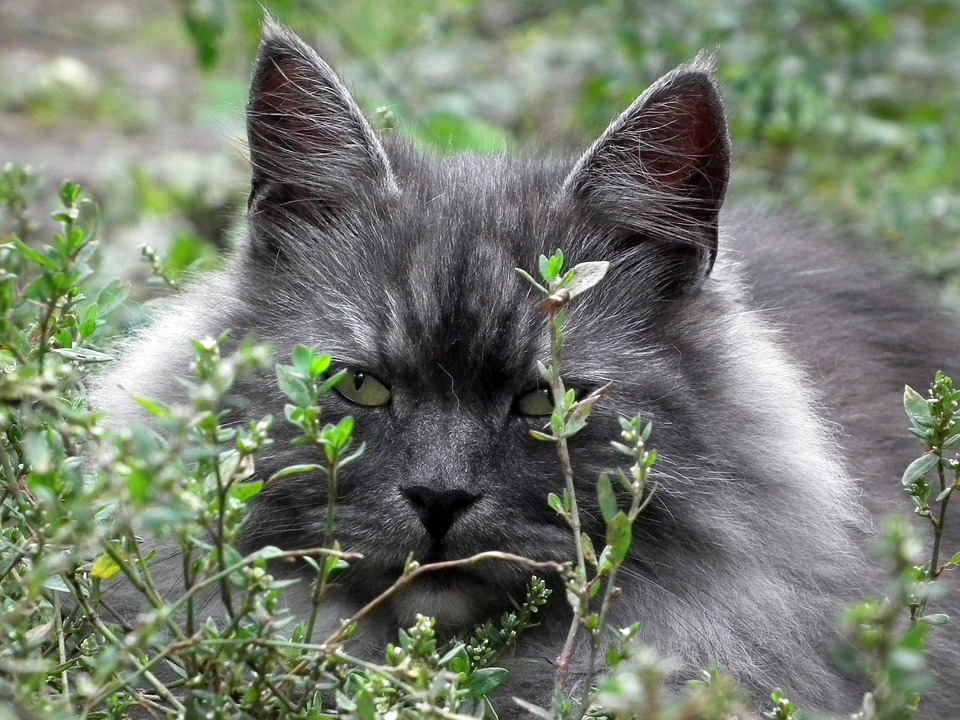 cute cat