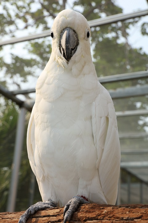 cute parrot