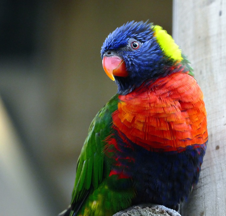cute parrot