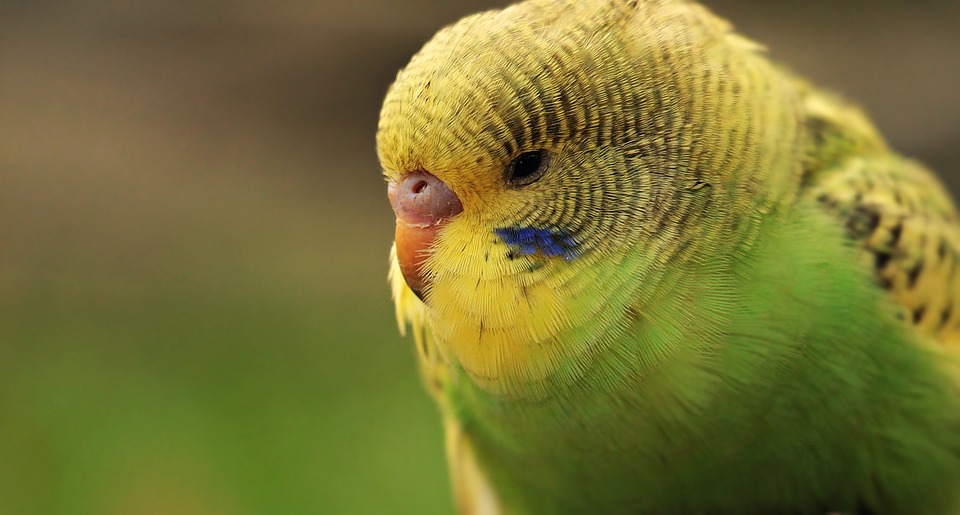 cute parrot