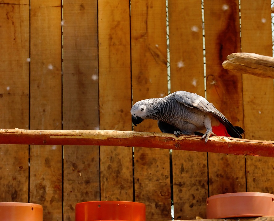 cute parrot