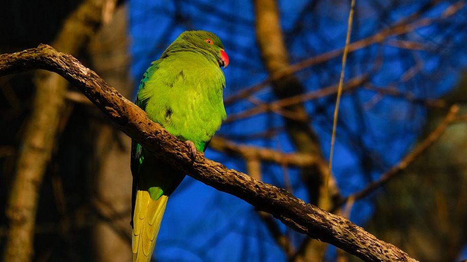 cute parrot