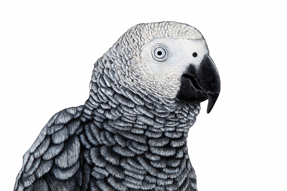cute parrot