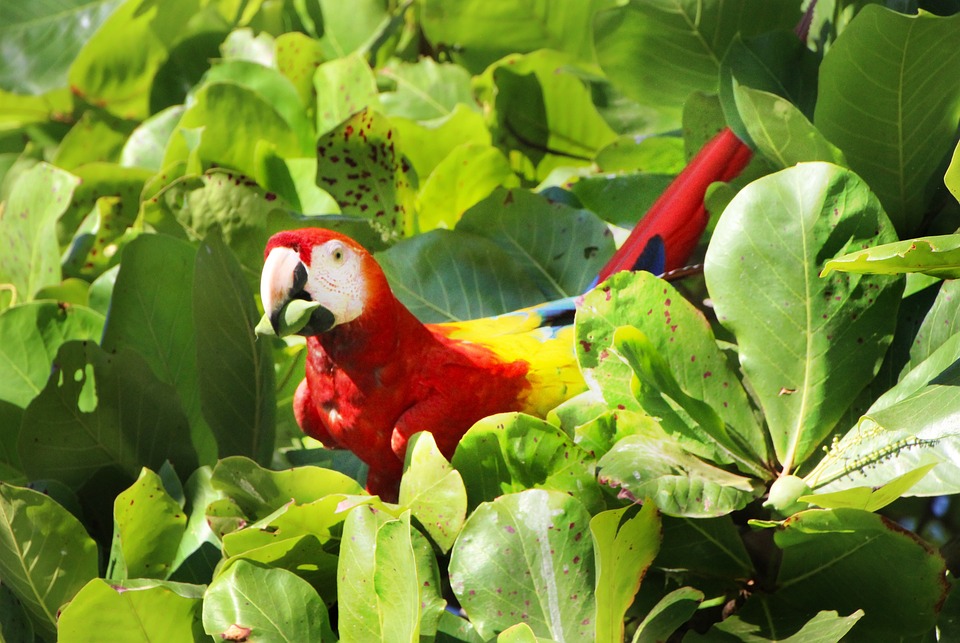 cute parrot