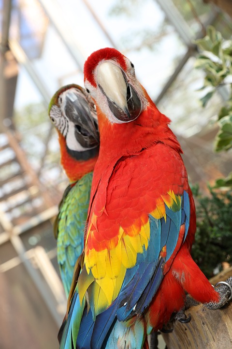 cute parrot