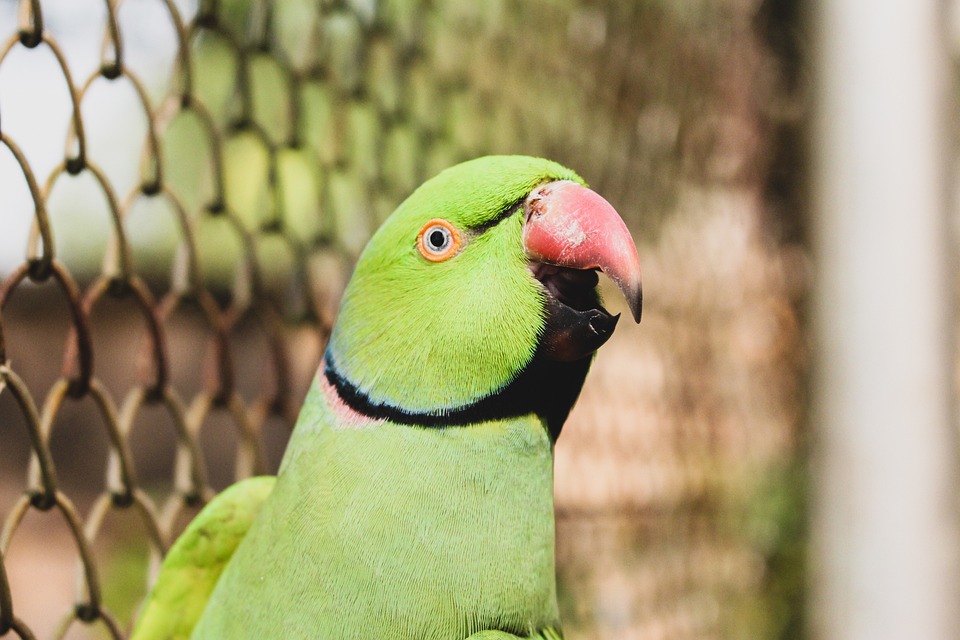 cute parrot