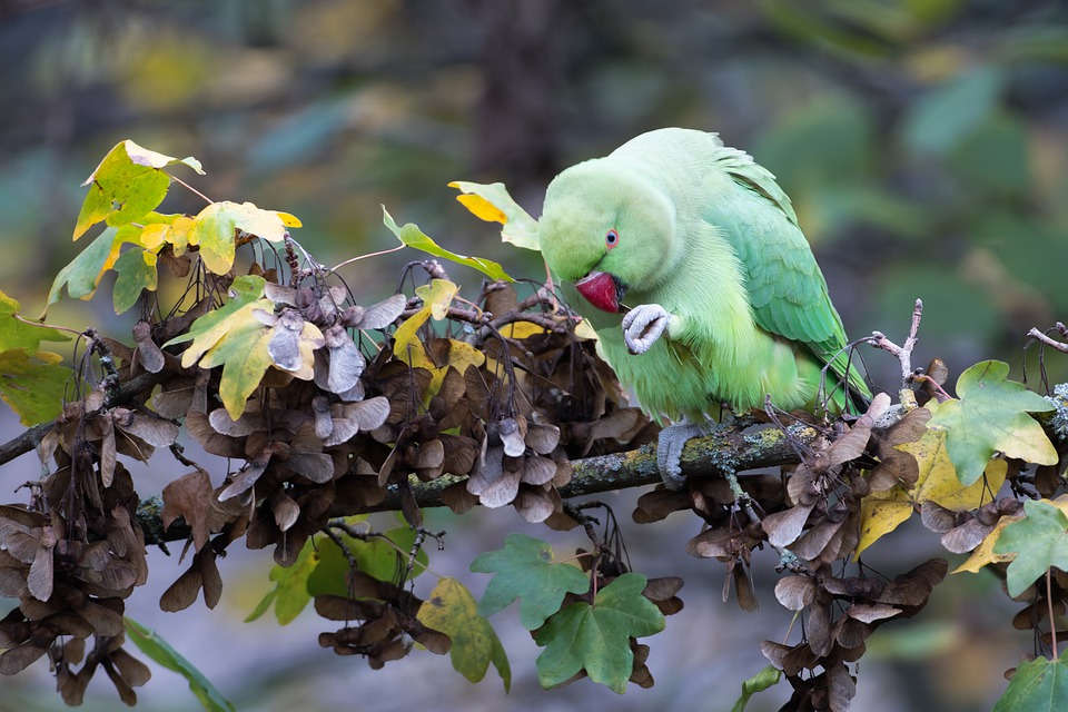 cute parrot