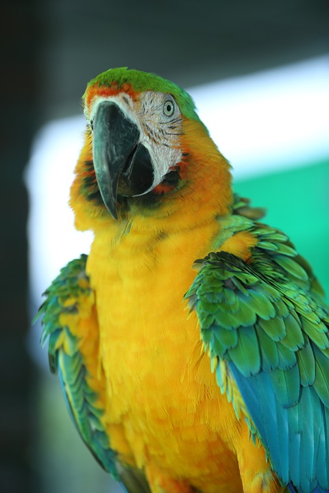 cute parrot