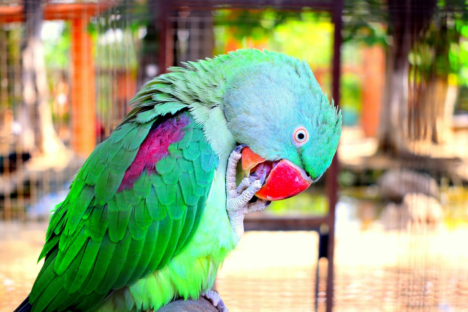 cute parrot