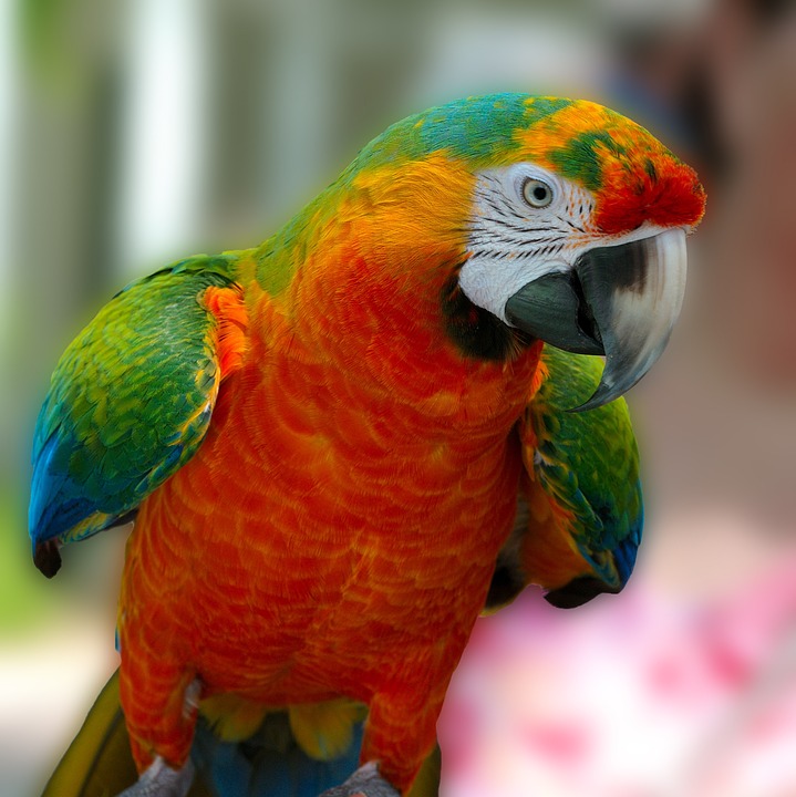 cute parrot