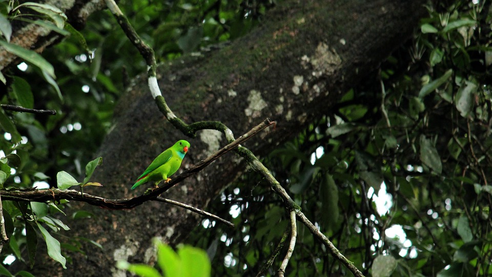 cute parrot