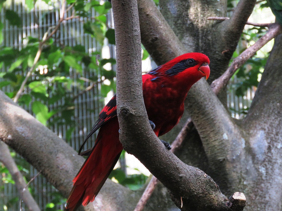 cute parrot