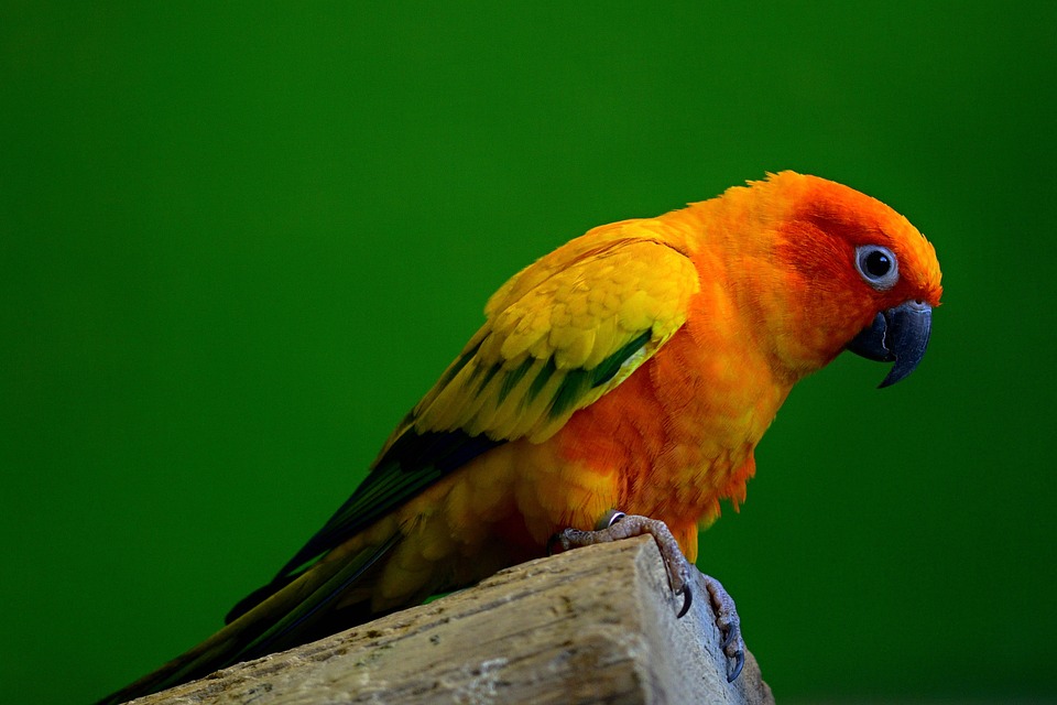 cute parrot