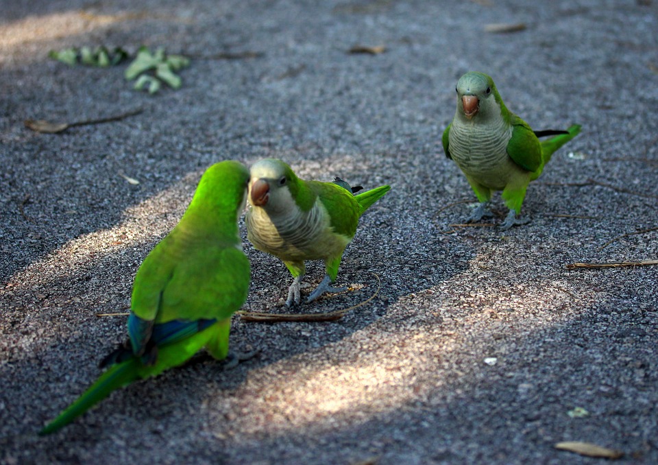 cute parrot