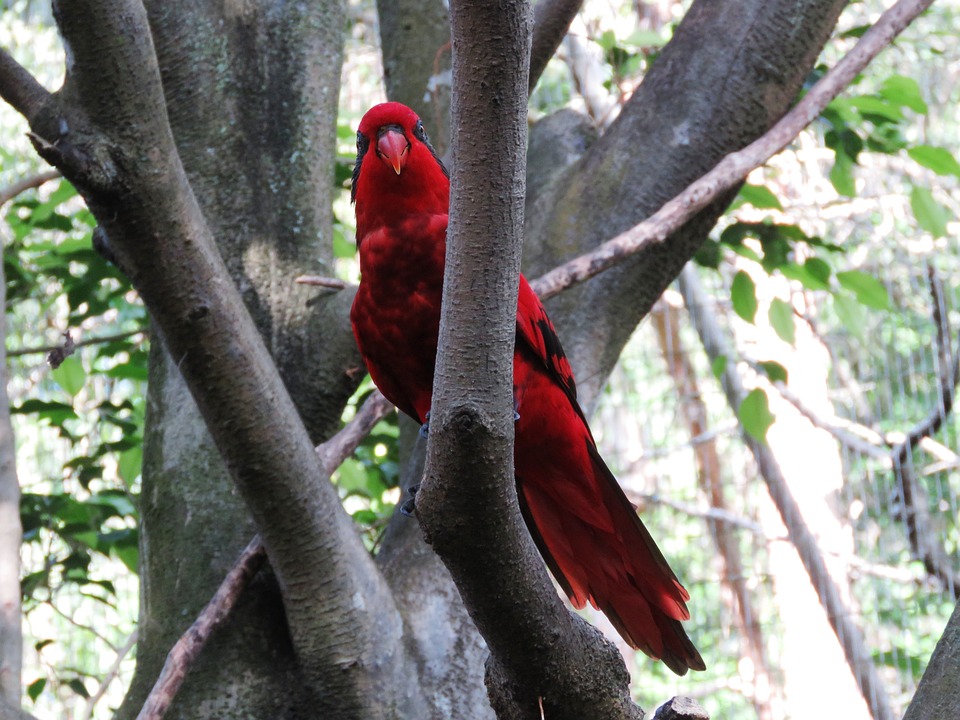 cute parrot