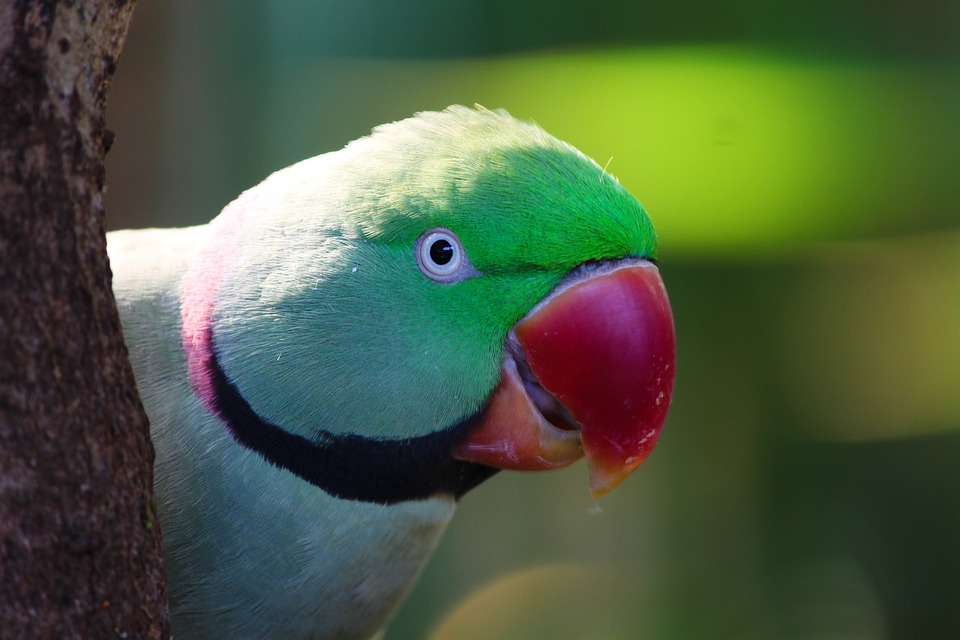 cute parrot