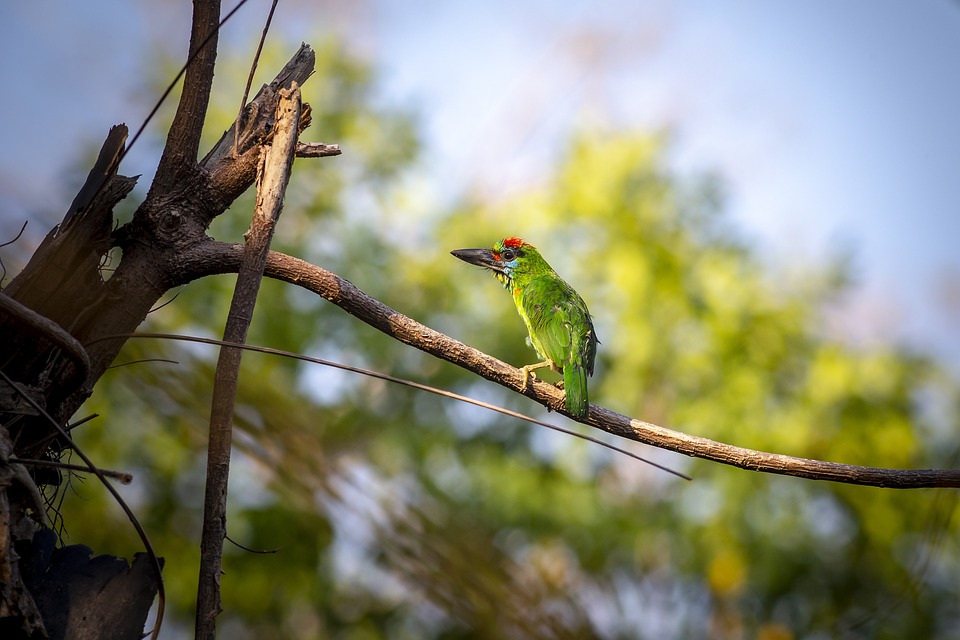 cute parrot