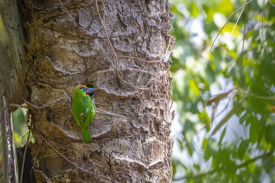 cute parrot