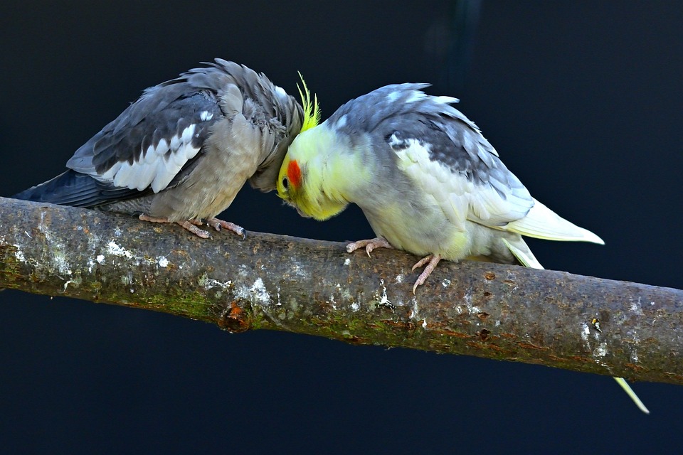 cute parrot