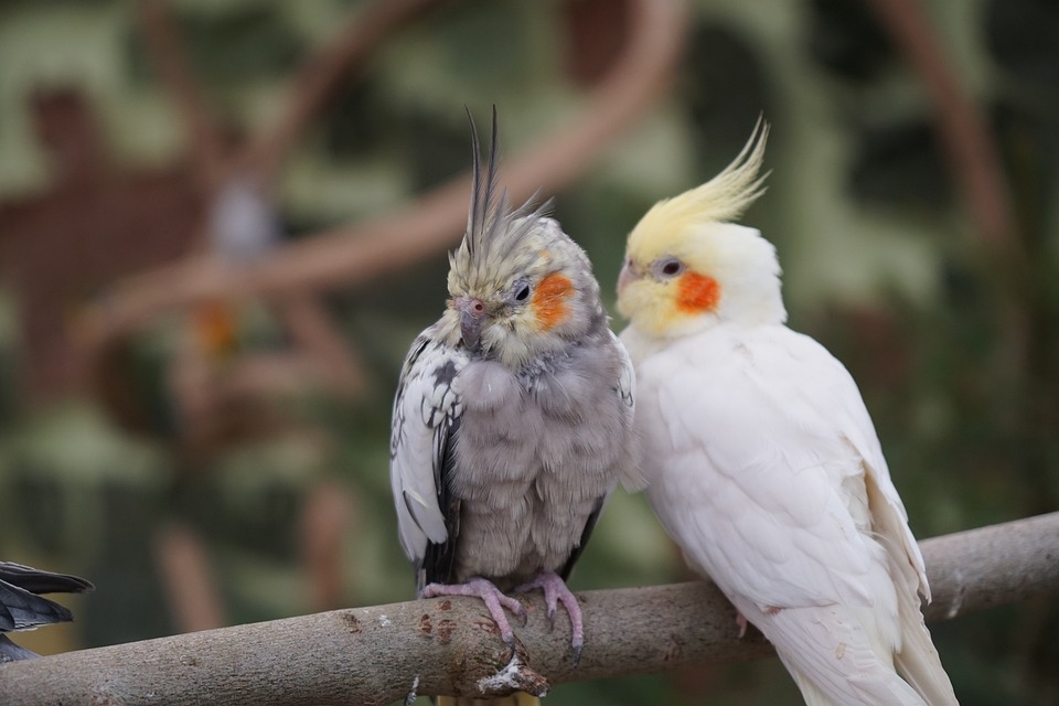 cute parrot