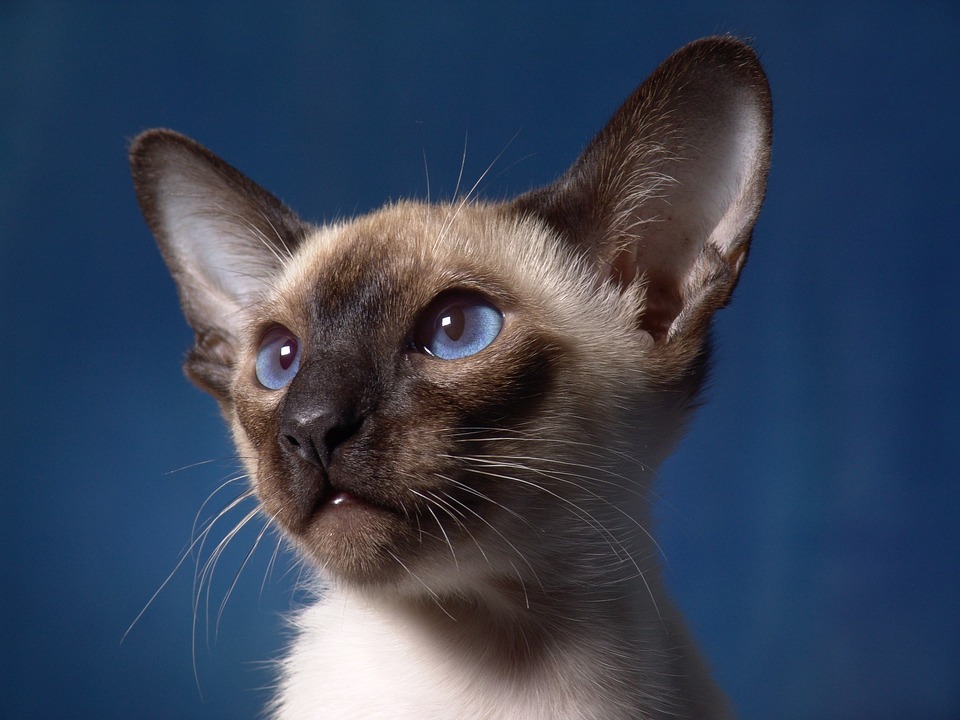 cute cat