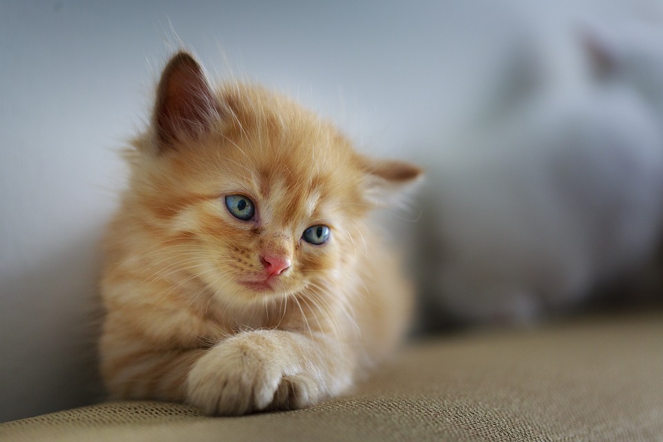 cute cat