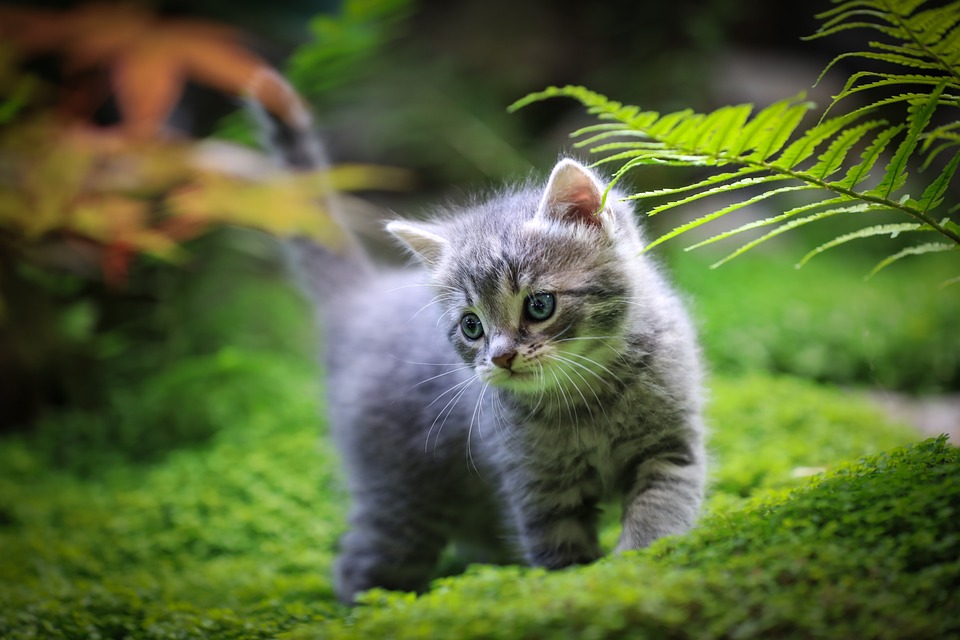 cute cat