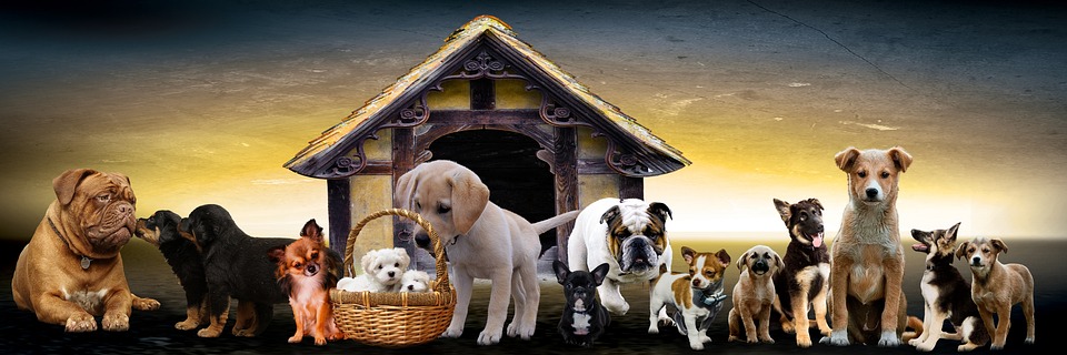 cute dog
