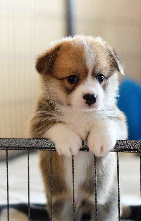 cute dog