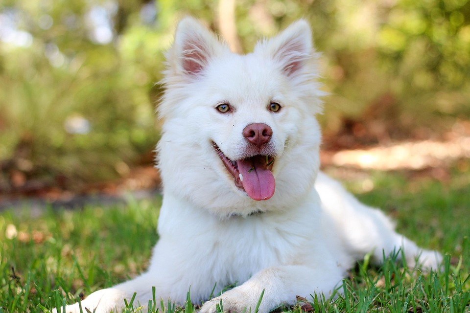 cute dog