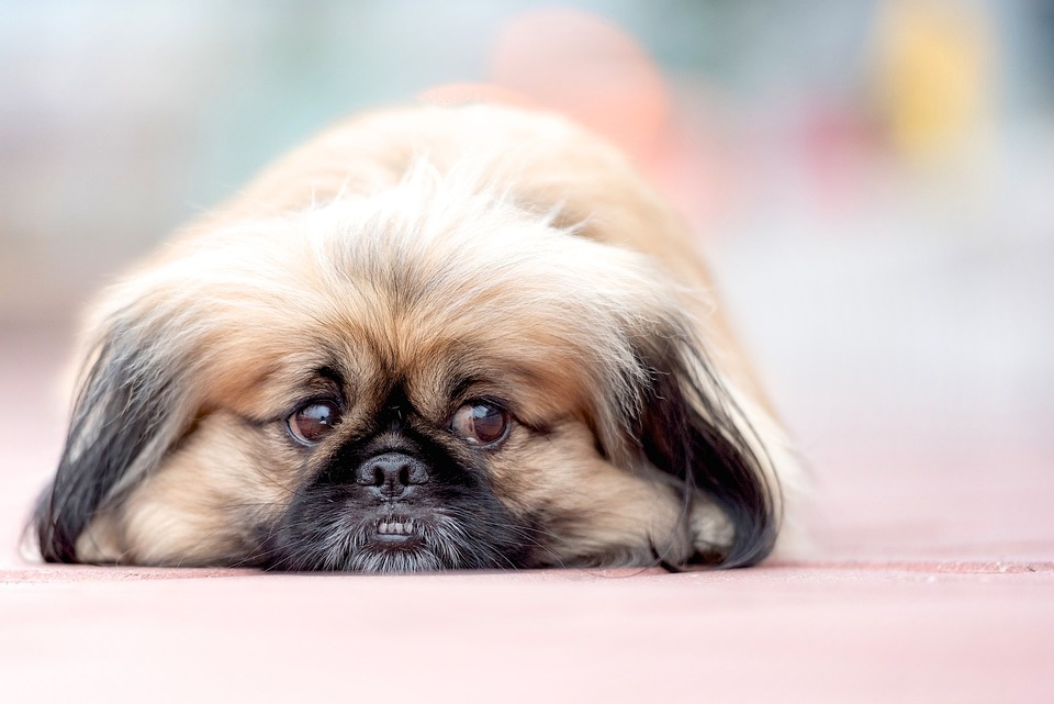 cute dog