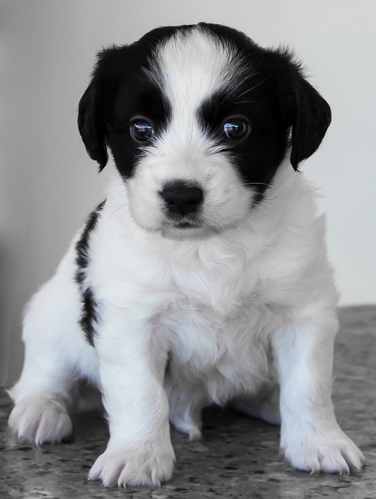 cute dog