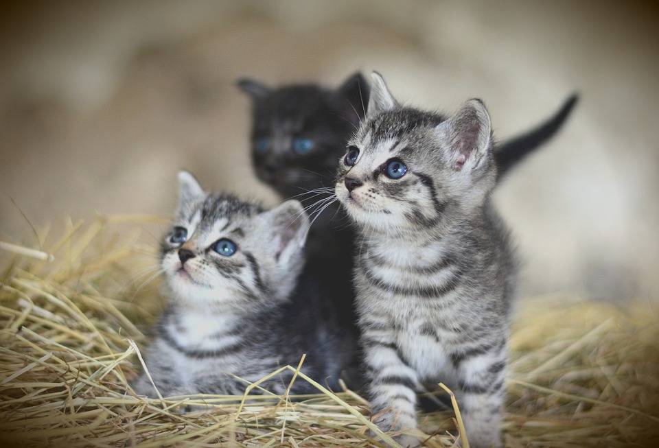 cute cat