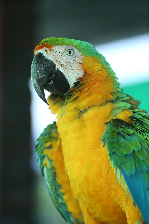 cute parrot